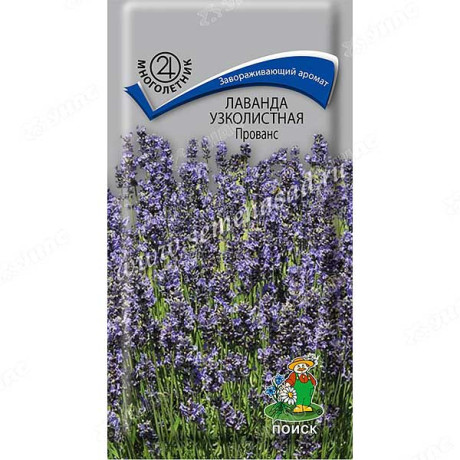 Лаванда Прованс Поиск Ц