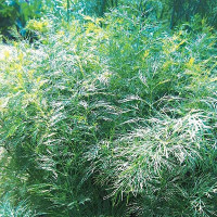 Укроп Витязь Плазма Ц