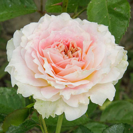 Роза плетистая Цезарь Садовита