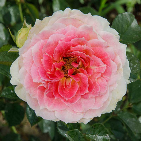 Роза плетистая Цезарь Садовита