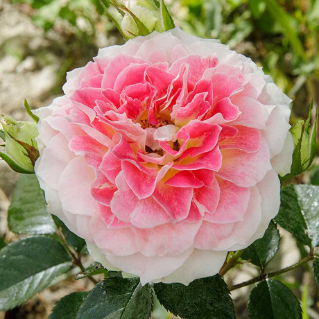 Роза плетистая Цезарь Садовита