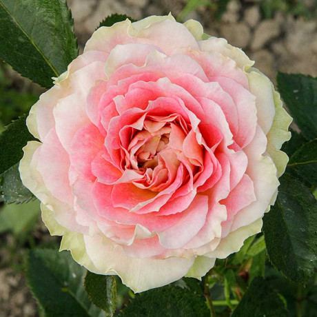 Роза плетистая Цезарь Садовита