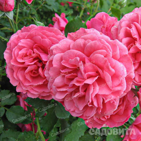 Роза плетистая Ютерсен Розенкениген Садовита