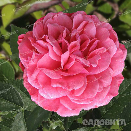 Роза плетистая Ютерсен Розенкениген Садовита