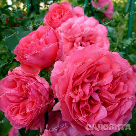 Роза плетистая Ютерсен Розенкениген Садовита