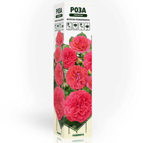 Роза плетистая Ютерсен Розенкениген Садовита