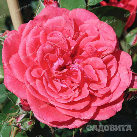 Роза плетистая Ютерсен Розенкениген Садовита