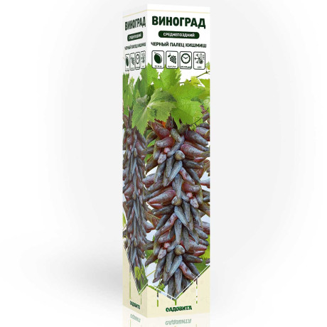 Виноград Черный палец кишмиш среднепоздн Садовита