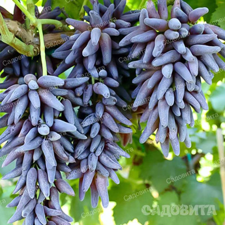 Виноград Черный палец кишмиш среднепоздн Садовита