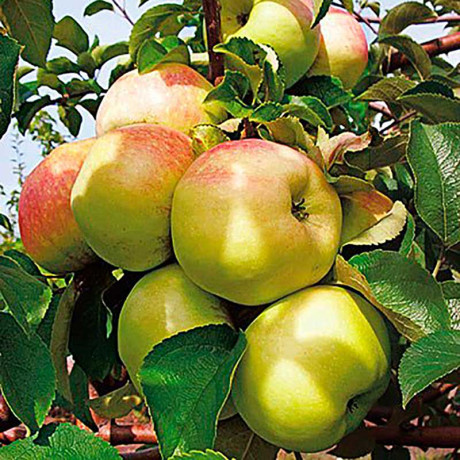 Яблоня Богатырь (семенной подвой) Садовита