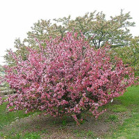 Яблоня Хелена декоративная Садовита