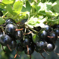 Смородина золотистая Валентина Садовита