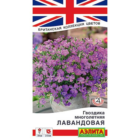 Гвоздика Лавандовая многолетняя Аэлита Ц