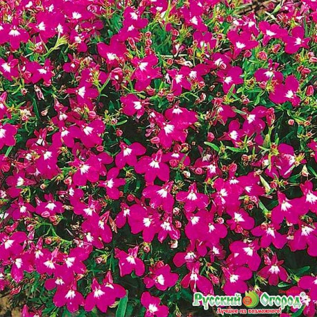 Лобелия Розамунда НК Ц / 10