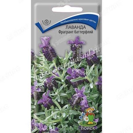 Лаванда Фрагрант баттерфляй Поиск Ц