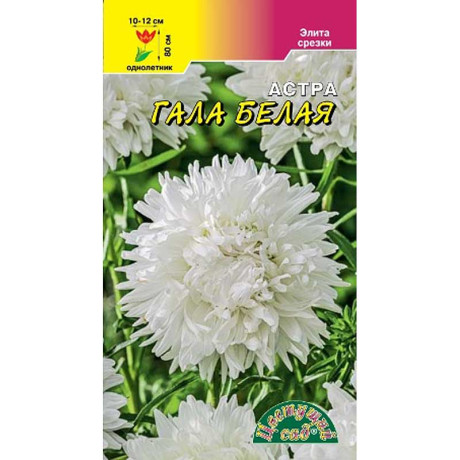 Астра Гала Белая густомахровая ЦветСад Ц х10