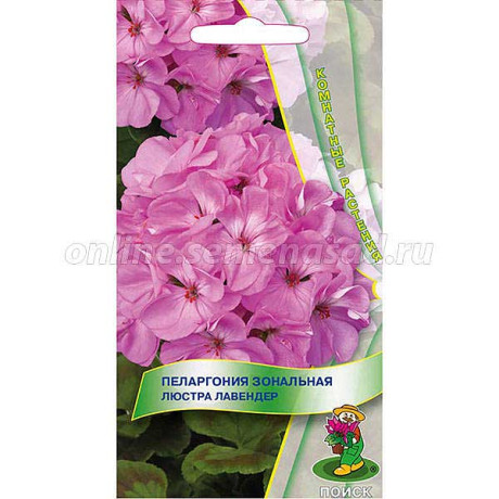 Пеларгония зональная Люстра Лавандер Поиск Ц