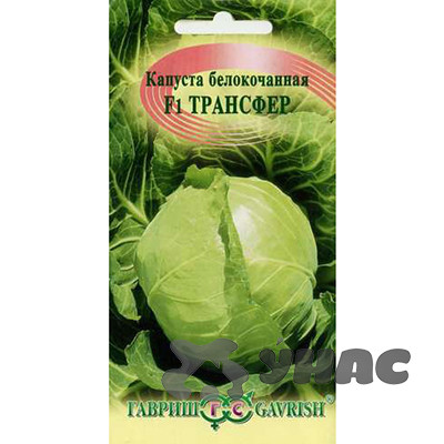 Капуста Трансфер Гавриш Ц