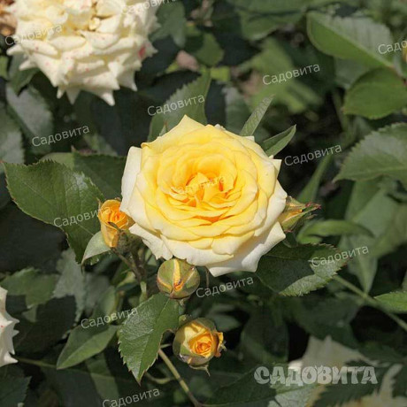 Роза спрей Йеллоу Стар Садовита