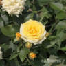 Роза спрей Йеллоу Стар Садовита
