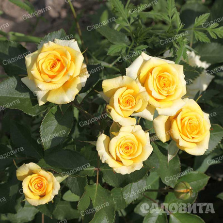 Роза спрей Йеллоу Стар Садовита