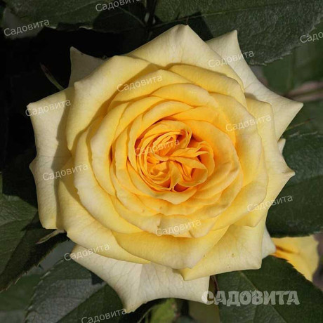 Роза спрей Йеллоу Стар Садовита