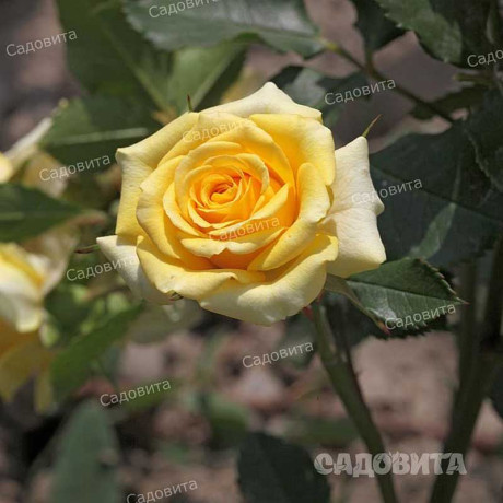 Роза спрей Йеллоу Стар Садовита