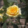Роза спрей Йеллоу Стар Садовита