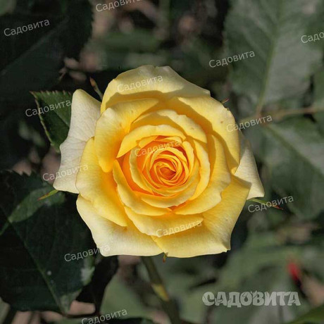 Роза спрей Йеллоу Стар Садовита