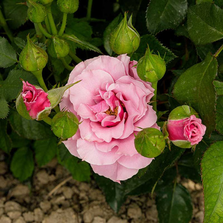 Роза флорибунда Санта Барбара Садовита