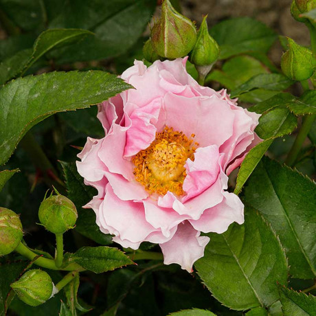 Роза флорибунда Санта Барбара Садовита