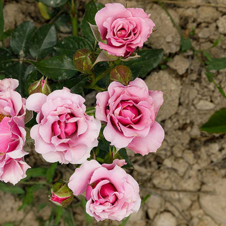 Роза флорибунда Санта Барбара Садовита