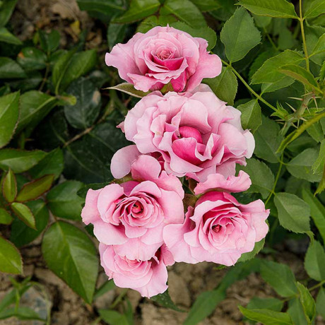 Роза флорибунда Санта Барбара Садовита