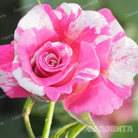 Роза почвопокровная Пинк сплэш Садовита