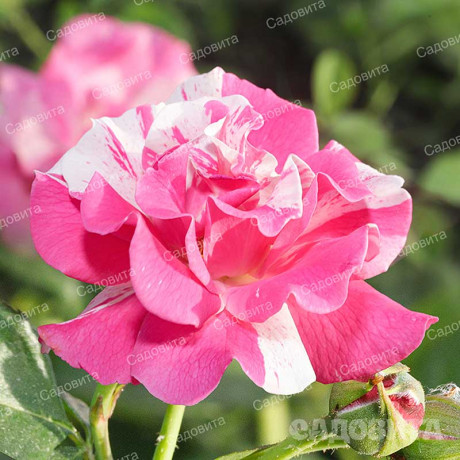 Роза почвопокровная Пинк сплэш Садовита