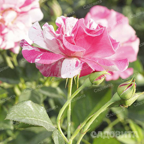 Роза почвопокровная Пинк сплэш Садовита