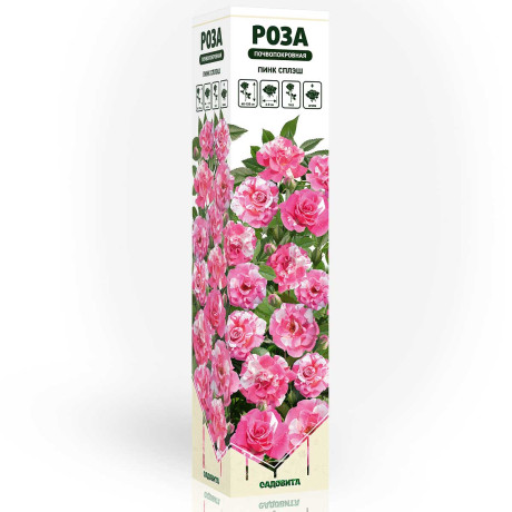 Роза почвопокровная Пинк сплэш Садовита