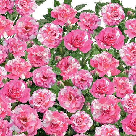 Роза почвопокровная Пинк сплэш Садовита