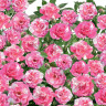 Роза почвопокровная Пинк сплэш Садовита