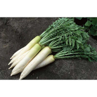 Дайкон Миноваси Марс Ц