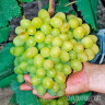 Виноград Галахад очень ранний Садовита