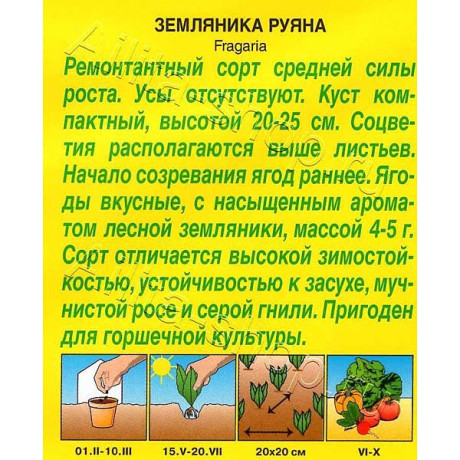 Земляника Руяна альпийская  Аэлита Ц x10