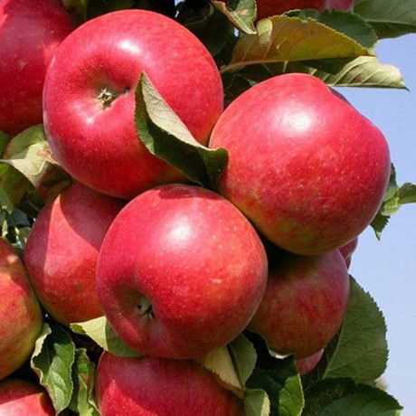 Яблоня Валюта колоновидная Садовита