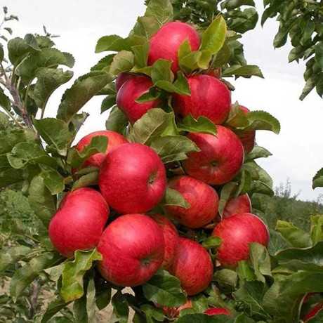 Яблоня Стелла колоновидная Садовита