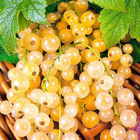 Смородина белая Уральская Белая Садовита