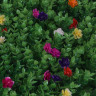 INBLOOM Изгородь искусственная 60x40см Самшит с цветами, полипропилен