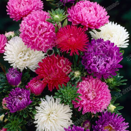 Астра Балун Микс Поиск Ц