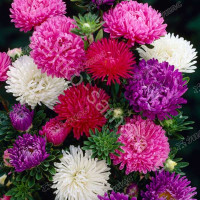 Астра Балун Микс Поиск Ц