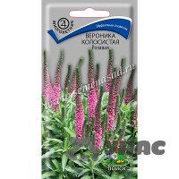 Вероника колосистая Розовая Поиск Ц