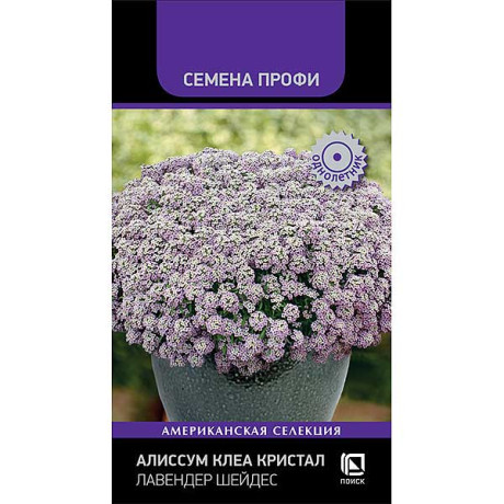 Алиссум Клеа Кристал Лавендер Шейдес Поиск Ц
